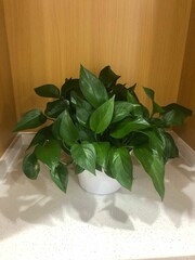 a potted plant in a small room on the corner of a table