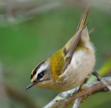 Common firecrest perched on a branch. Regulus ignicapilla.