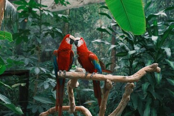 Couple of red-and-green macaws perched on a wooden branch grooming each other.