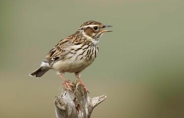 Solitary wood lark perched on a thin tree branch in a rural landscape