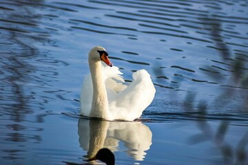 a large white swan floating on top of a body of water
