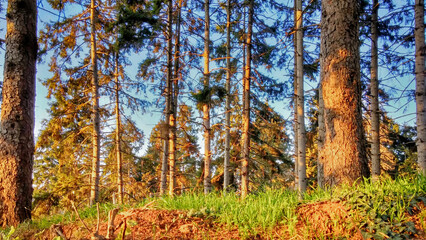 Fototapeta premium autumn forest in the morning