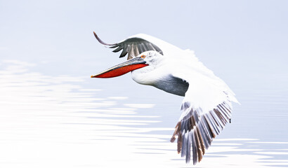 pelican in flight 