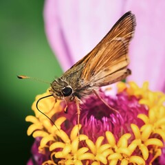Close up of a Peck's Skipper Butterfly feeding on a pink zinnia flower