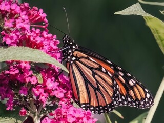 A beautiful endangered Monarch Butterfly (Danaus plexippus) pollinating pink flowers.