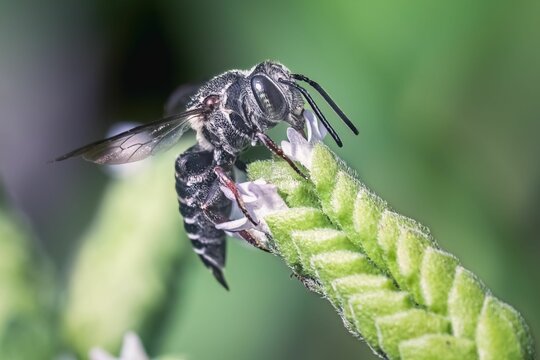 A Leafcutter cuckoo bee (Coelioxys) drinking nectar and foraging on white oregano flowers.