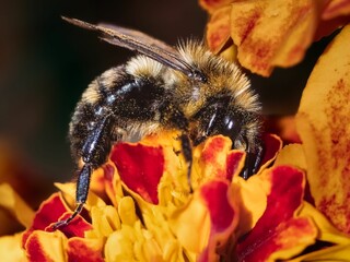 Close up of an unusual male Common Eastern Bumble Bee morph (Bombus impatiens) morph. New York, USA