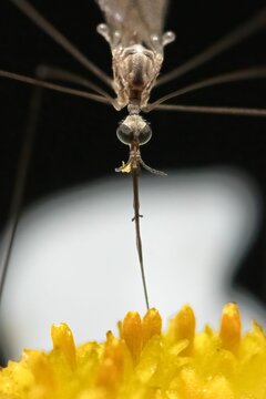 Close up of a Tipulidae Crane Fly using its long proboscis tongue to drink from a flower.