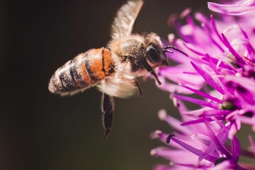 A flying spring honey bee (Apis mellifera) pollinating a purple allium flower
