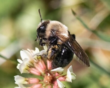A furry spring Andrena mining bee grooming its antenna on a white clover flower. Long Island, New Yo