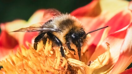 An autumn male Common Eastern Bumble Bee (Bombus impatiens) feeding on a Dahlia flower. Long Island,