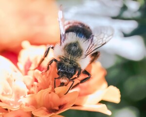 Frontal view of a male Common Eastern Bumble Bee Bombus impatiens on an orange marigold flower