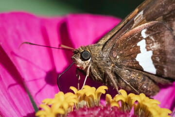Extreme close up of a Silver Spotted Skipper Butterfly (Epargyreus clarus) feeding on a pink flower.