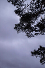 Silhouetted pine branches against a twilight sky, conveying the quietude of dusk; capturing the delicate tracery of needles against the somber backdrop, contrasting with the overcast heavens.