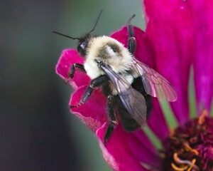 A Queen Common Eastern Bumble Bee (Bombus impatiens) preparing for flight on a pink zinnia flower.