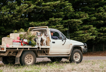 Farmer drives farm ute with two working dogs and Christmas presents.