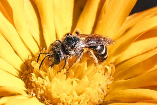 A native tiny dark metallic Halictus Sweat Bee with striped abdomen pollinating a yellow flower.