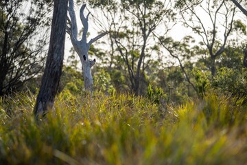 coastal plants growing on the beach in australia. native coastal plants on a cliff by the ocean in...