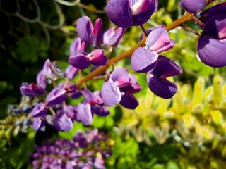 Fototapeta na wymiar Wild purple flowers on the fence