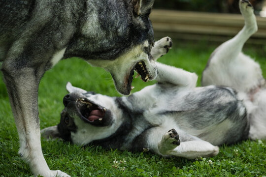 Angry dogs fighting with each other in park