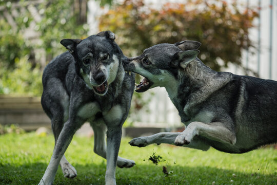 Pair of dogs fighting with each other in park