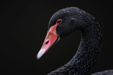 Fototapeta premium Black swan on black background (Cygnus atratus). Beautiful west australian black swan.