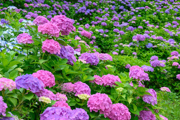 Obraz premium 上磯ダム公園のカラフルな紫陽花