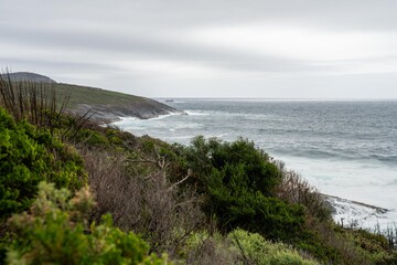 coastal plants growing on the beach in australia. native coastal plants on a cliff by the ocean in a national park in tasmania