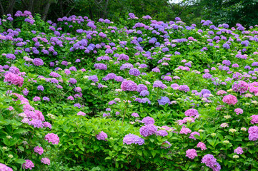 上磯ダム公園のカラフルな紫陽花