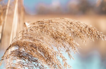 A closeup shot of drying brown reeds on a field