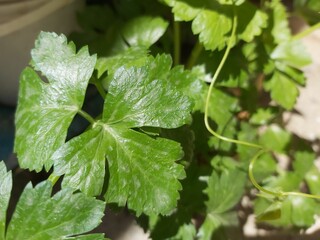 Closeup of the green leaves of a garden parsley