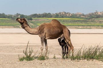 Mother camel with a baby standing in a dry desert landscape