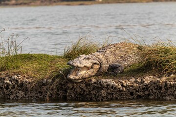 Large alligator basking in the sun on the edge of a tranquil lake