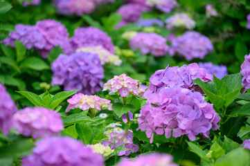 上磯ダム公園のカラフルな紫陽花