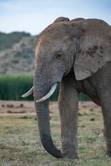 African elephant stands in a vast grassy field.