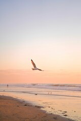 Fototapeta na wymiar a seagull flying in the sky over the ocean