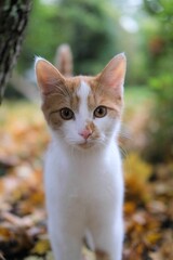 White tabby cat in the middle of a wooded area, looking into the camera with a curious expression