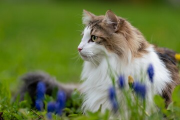 Naklejka na ściany i meble Fluffy cat sitting in the grass among the flowers of spring