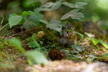 Obraz premium Small, brown squirrel eating a nut in a lush, green outdoor environment