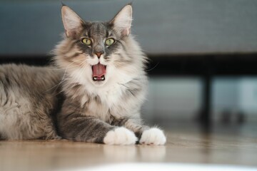 Domestic cat displaying its sharp teeth in a wide open mouth