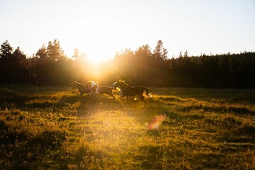 Group of horses running through a grassy meadow at sunset