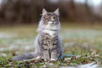 Naklejka na ściany i meble Domestic short-haired gray and white cat sitting on the grass outdoors