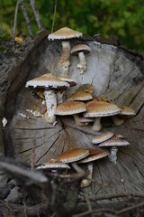 Fototapeta premium Vertical shot of pholiota squarrosa growing on a tree in a forest