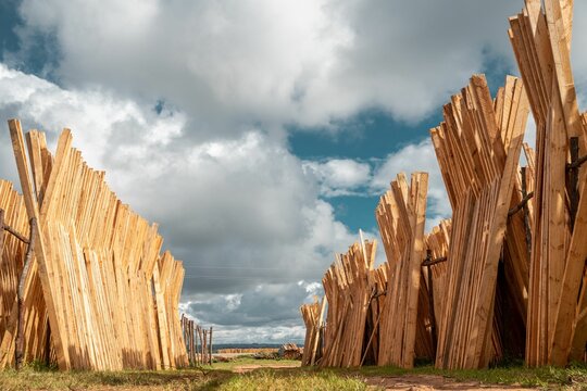 The piles of wood are placed to dry in Iringa region