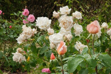Vibrant and colorful rose bushes with an abundance of pink and white roses in the background