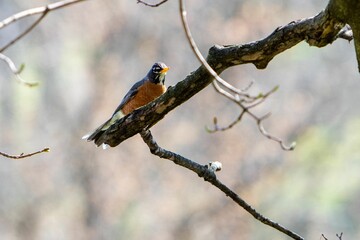 Close-up shot of an American robin perched on a tree branch