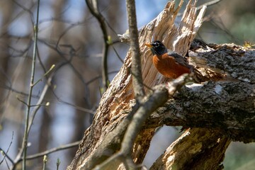 Close-up shot of an American robin perched on a tree branch