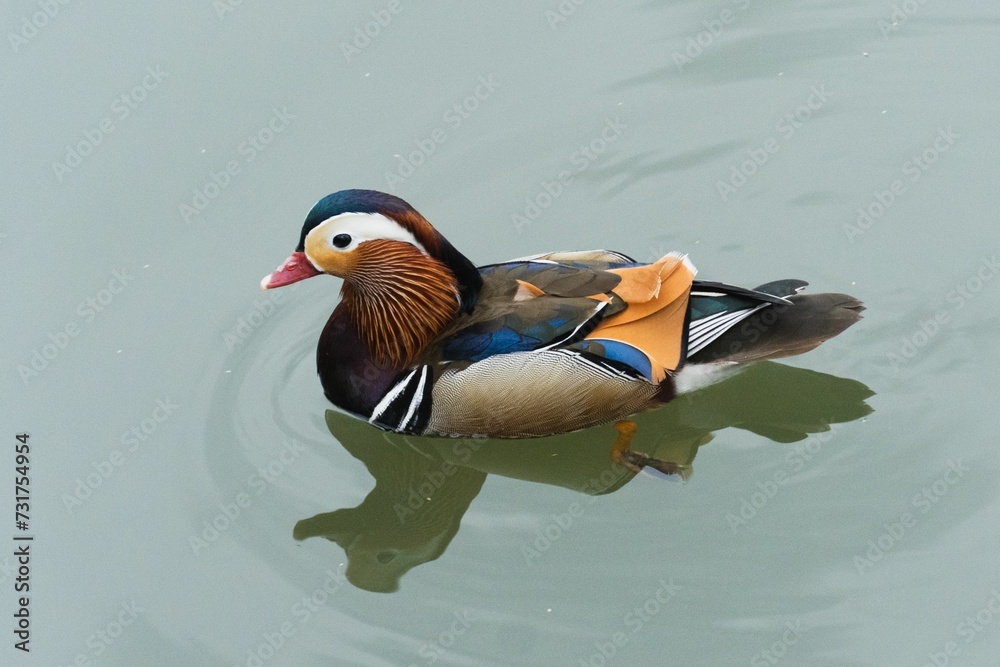 Wall mural Mandarin duck swimming on the surface of a body of water.