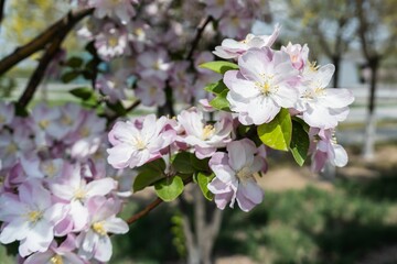 Obraz premium Closeup shot of a cluster of white and pink flowers growing in the shade of a tree.