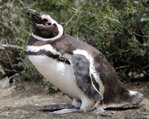 Obraz premium Magellanic penguin stands on the ground with a green bush in the background